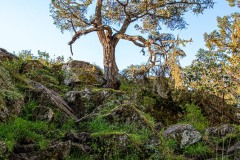 AlanKlughammer.com_20240420-_8505366-HDR