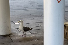 AlanKlughammer.com_20240714-IMG_1226