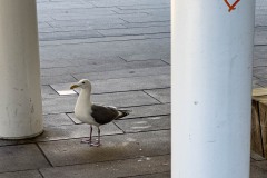 AlanKlughammer.com_20240714-IMG_1226