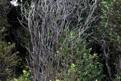AlanKlughammer.com_20240824-_8505690