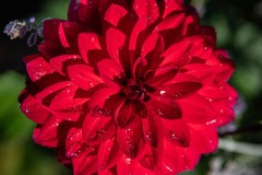 AlanKlughammer.com_20240927-_8505816