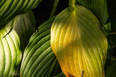 AlanKlughammer.com_20240927-_8505832