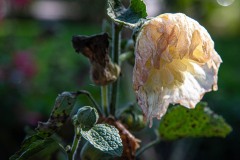 AlanKlughammer.com_20240927-_8505851