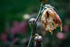 AlanKlughammer.com_20240927-_8505857