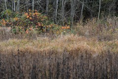 AlanKlughammer.com_20241111-_8505990