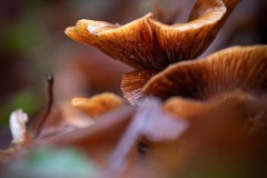 AlanKlughammer.com_20241116-_8506019