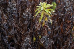 AlanKlughammer.com_20241123-_AZ70067