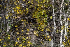 AlanKlughammer.com_20241124-_AZ70122