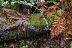 AlanKlughammer.com_Exquimalt-70404