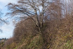 AlanKlughammer.com__AZ70216