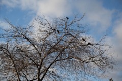 AlanKlughammer.com__AZ70222
