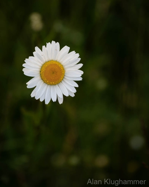 AlanKlughammer.com_20250601-_AZ73345