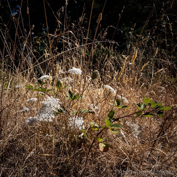 AlanKlughammer.com_20250802-_AZ73702