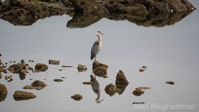 AlanKlughammer.com_20250803-_AZ73887