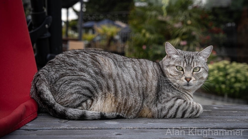 AlanKlughammer.com_20250808-_AZ73924