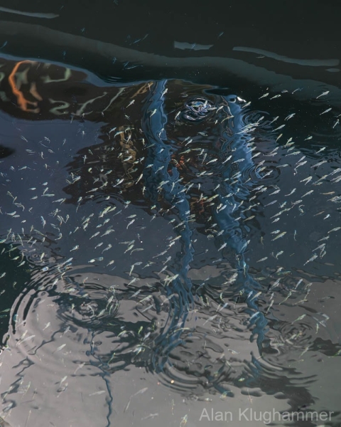 AlanKlughammer.com_20250830-_8506240