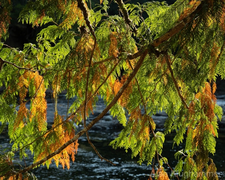 AlanKlughammer.com_20250911-_AZ74399