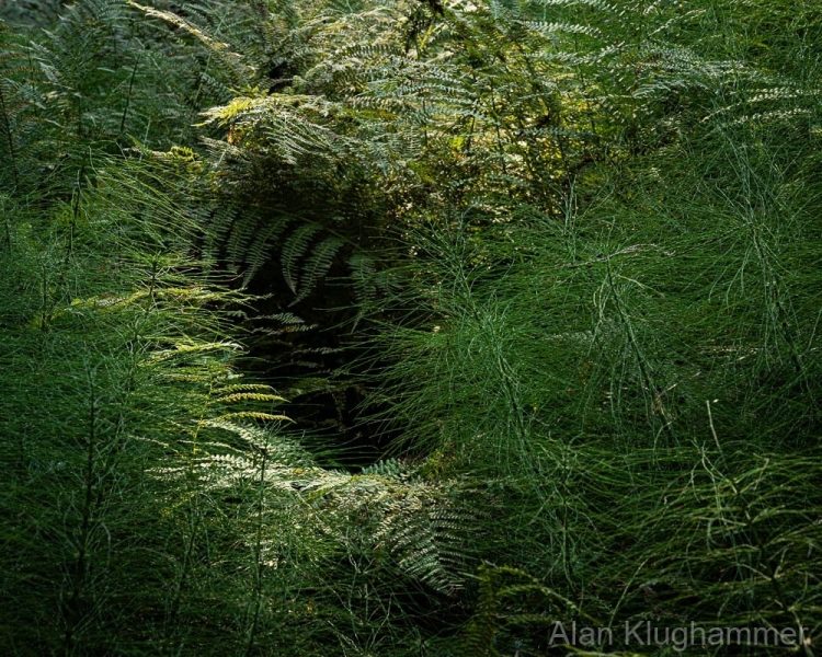 AlanKlughammer.com_20250911-_AZ74442