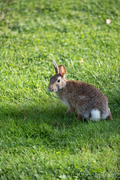 AlanKlughammer.com_20250912-_AZ74481