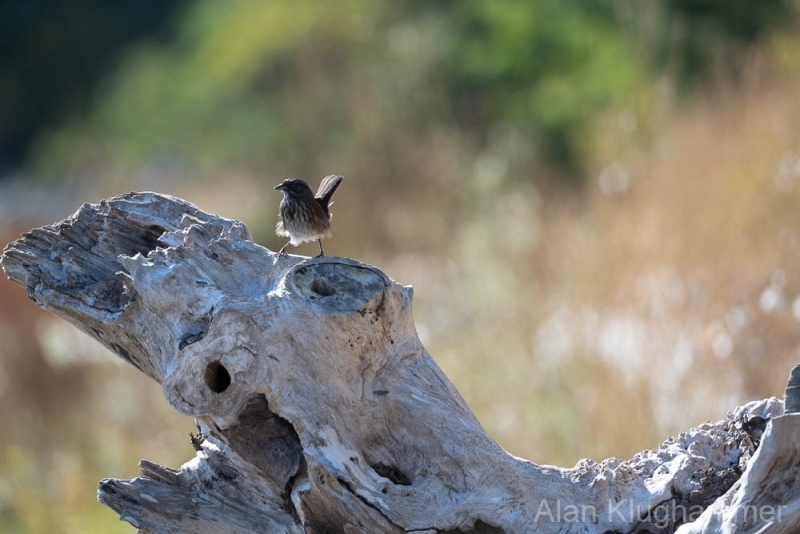 AlanKlughammer.com_20250913-_AZ74566