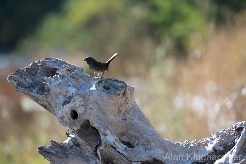 AlanKlughammer.com_20250913-_AZ74567