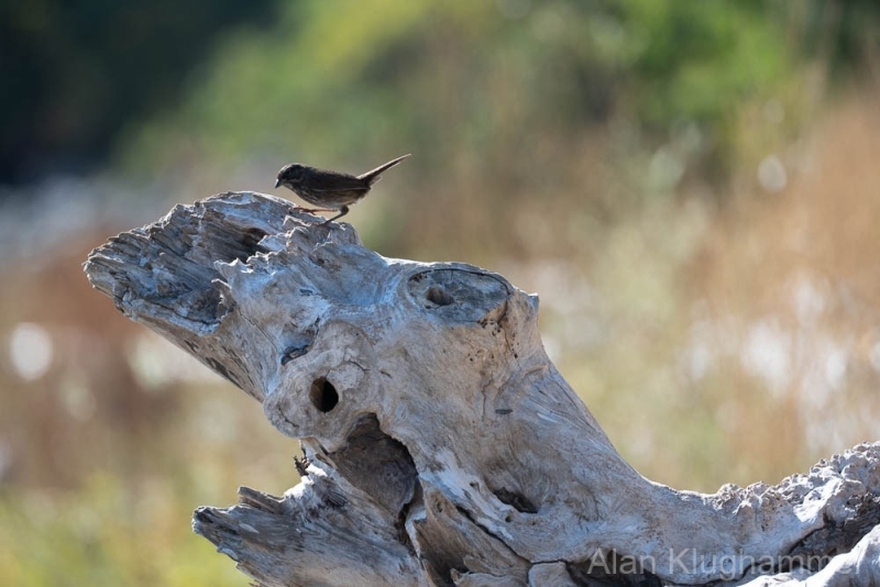 AlanKlughammer.com_20250913-_AZ74569