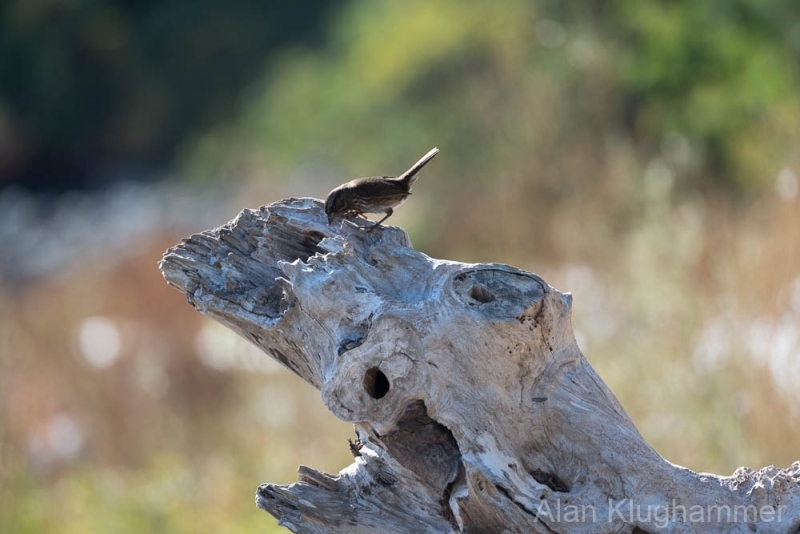 AlanKlughammer.com_20250913-_AZ74576