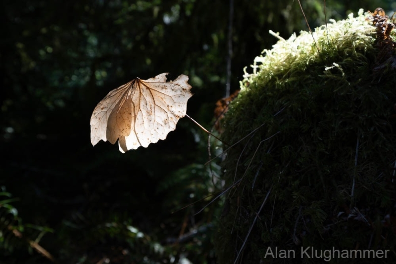 AlanKlughammer.com_20250913-_AZ74607