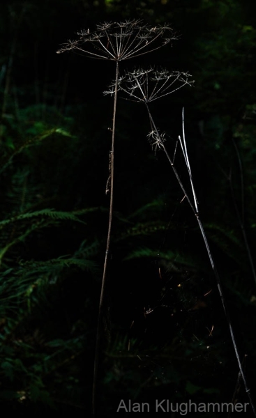 AlanKlughammer.com_20250913-_AZ74617