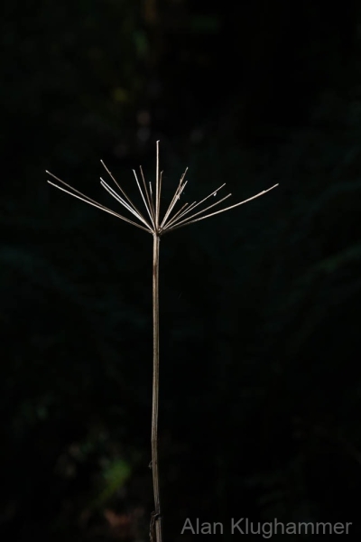 AlanKlughammer.com_20250913-_AZ74619