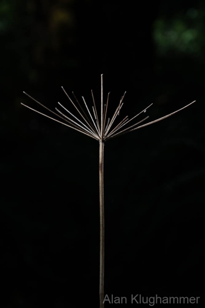 AlanKlughammer.com_20250913-_AZ74621