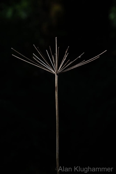 AlanKlughammer.com_20250913-_AZ74622