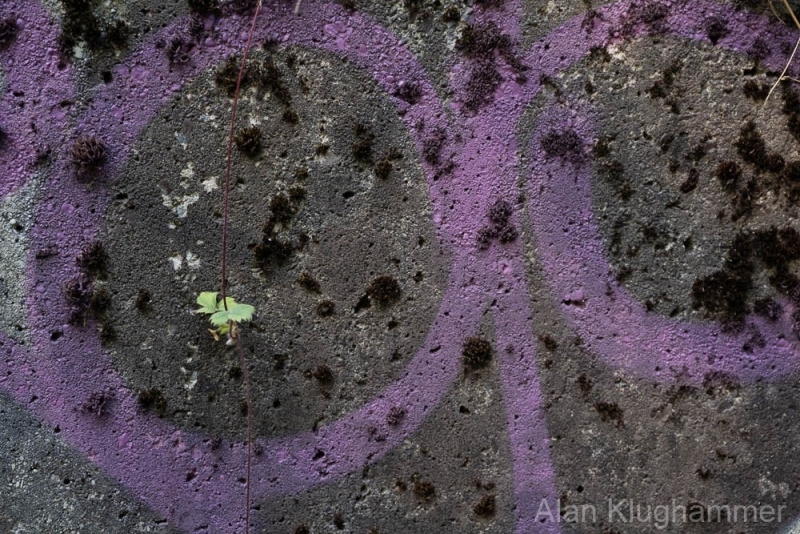 AlanKlughammer.com_20250913-_AZ74631