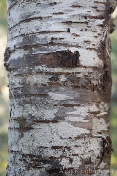 AlanKlughammer.com_20250913-_AZ74658