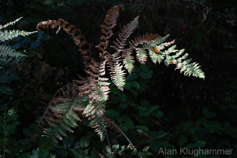 AlanKlughammer.com_20250915-_AZ74732