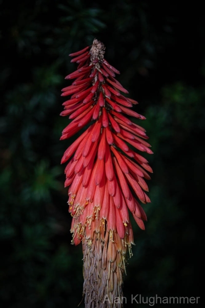 AlanKlughammer.com_20251020-_AZ74958