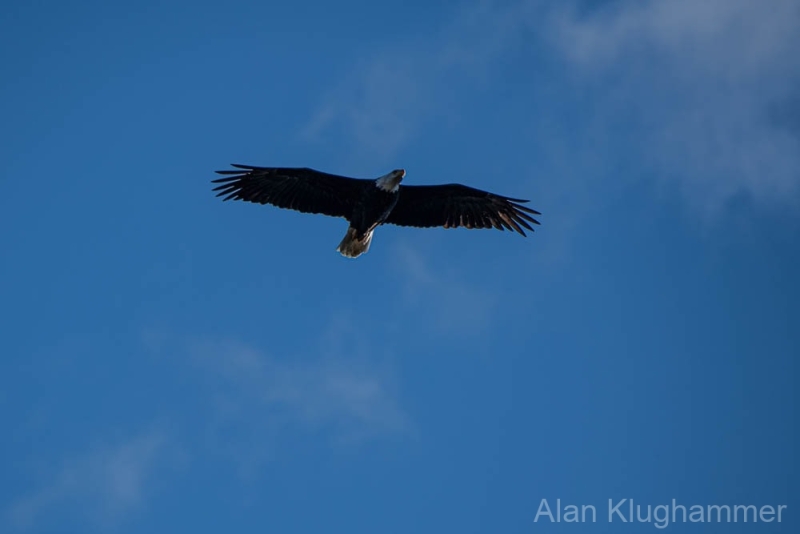 AlanKlughammer.com_20251108-_8506484