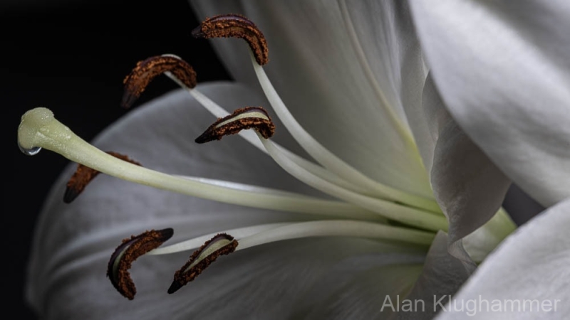 Lilly-25
