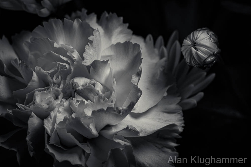 Dahlia-25