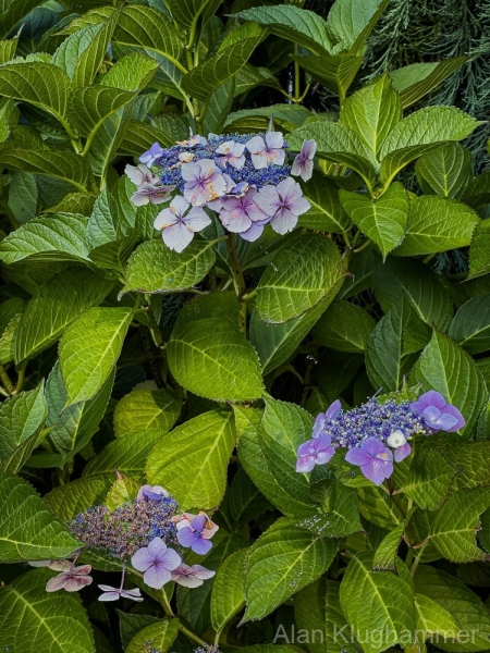 AlanKlughammer.com_IMG_2260