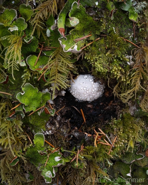 AlanKlughammer.com_Macro-qualicum-stack