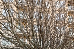 AlanKlughammer.com_20250126-_AZ71070