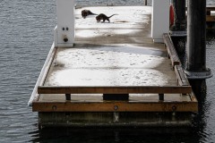 Otters playing in the snow