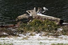 AlanKlughammer.com_20250202-_AZ71223