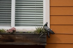 AlanKlughammer.com_20250301-_AZ71415
