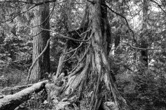 AlanKlughammer.com_20250331-_AZ71580