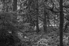 AlanKlughammer.com_20250404-_AZ72847