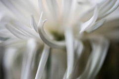 AlanKlughammer.com_20250405-_8506057