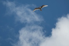 AlanKlughammer.com_20250412-_AKP1122