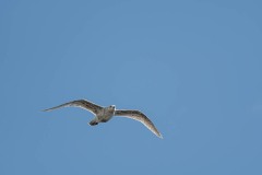 AlanKlughammer.com_20250412-_AKP1141